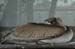brpe_sleeping_002