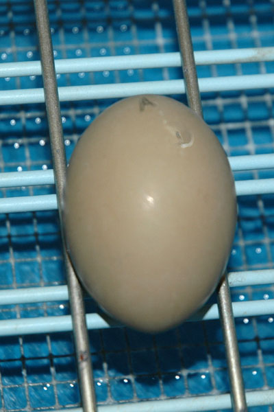 ambi_001_egg