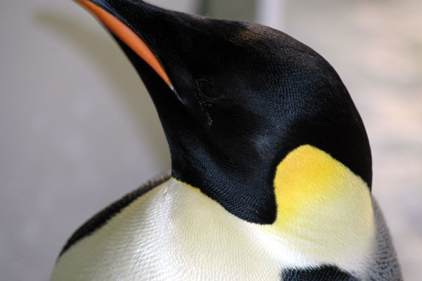 emperor_penguin_close