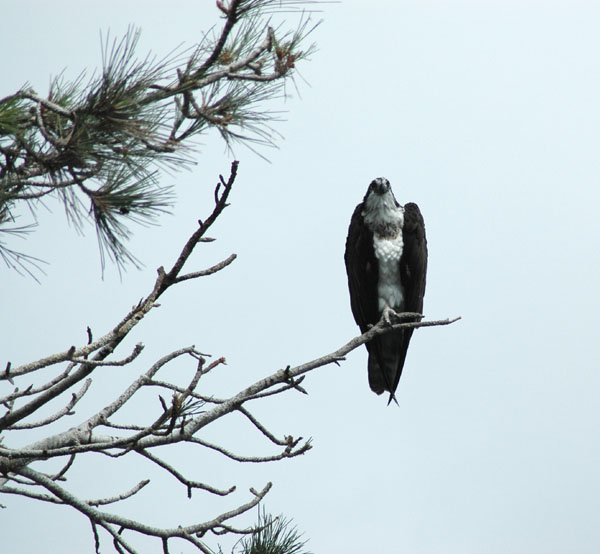 osprey_front