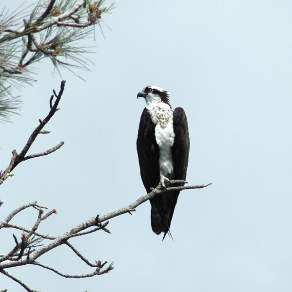 osprey_side_closer