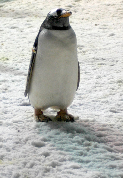 penguin