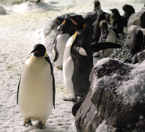 penguin_walking